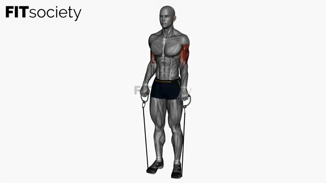 Zotman Curls Resistance Band Simultaneous