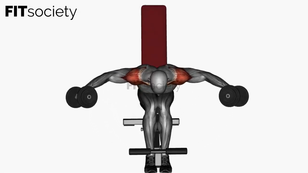 Seated Dumbbell Rear Delt Fly