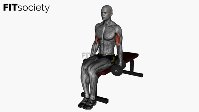 Seated Alternating Dumbbell Hammer Curls