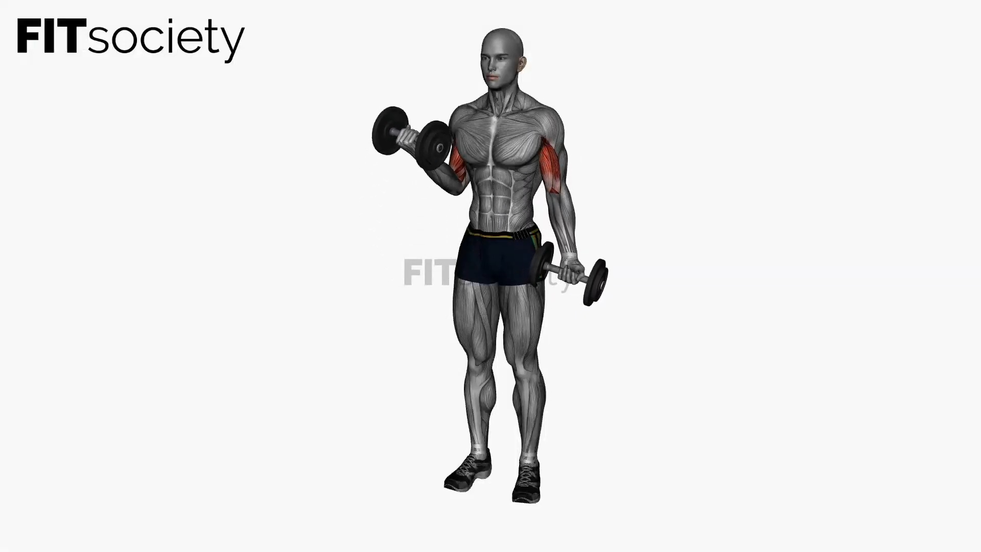 Alternate Bicep Curl Standing Dumbbells