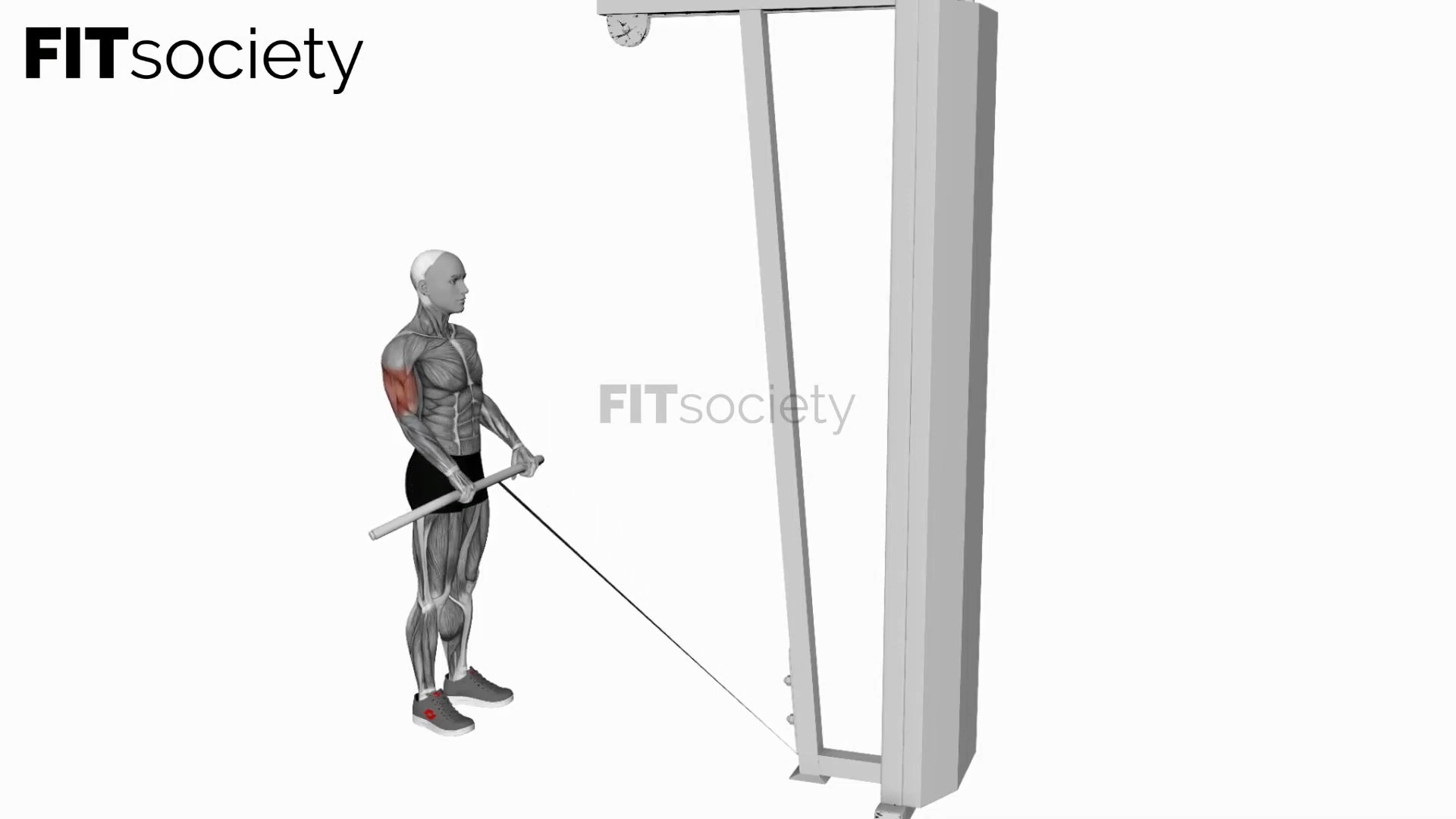 Cable Reverse Curl