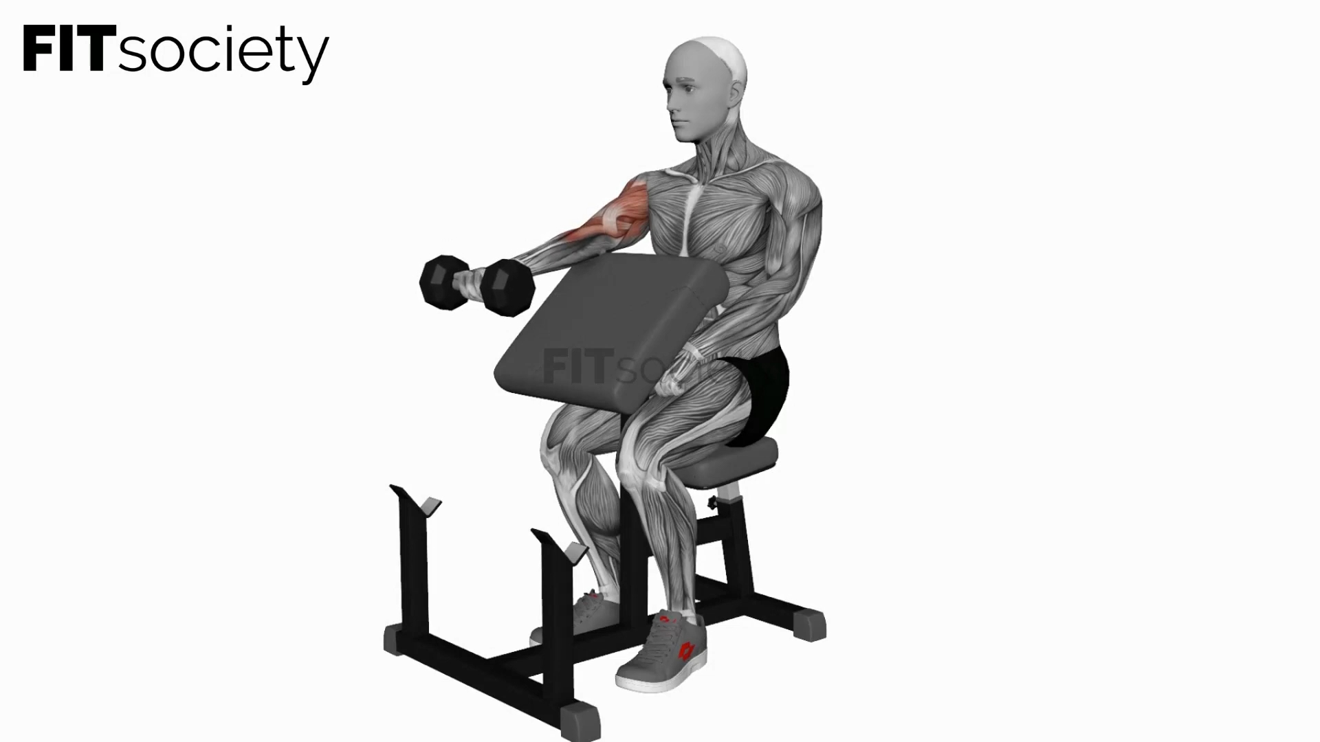 Dumbbell Preacher Curl