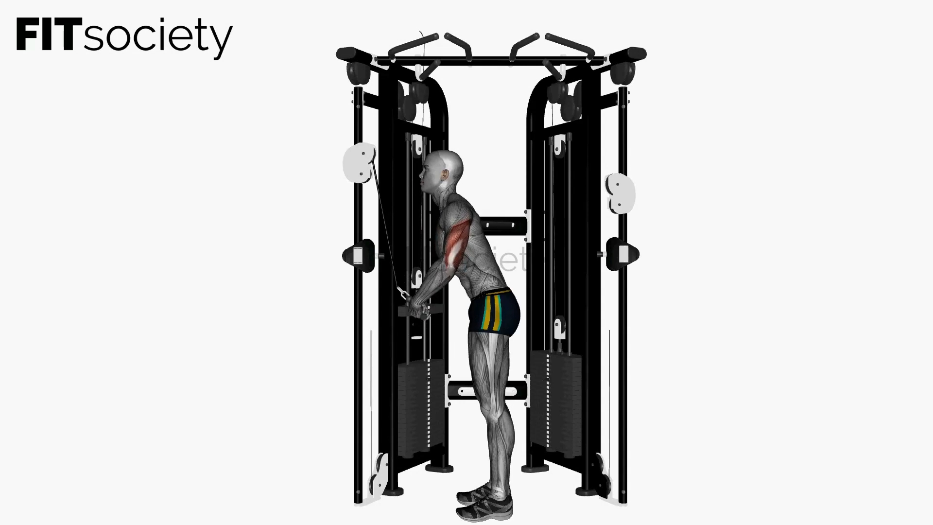 Cable Triceps Pushdown Elbows Out (V-Bar)