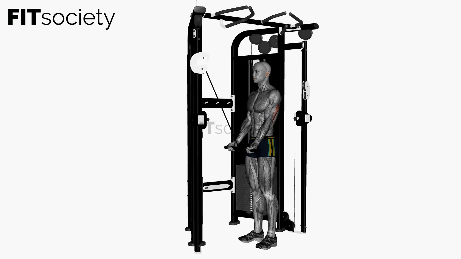 Cable Reverse-Grip Triceps Pushdown with Straight Bar