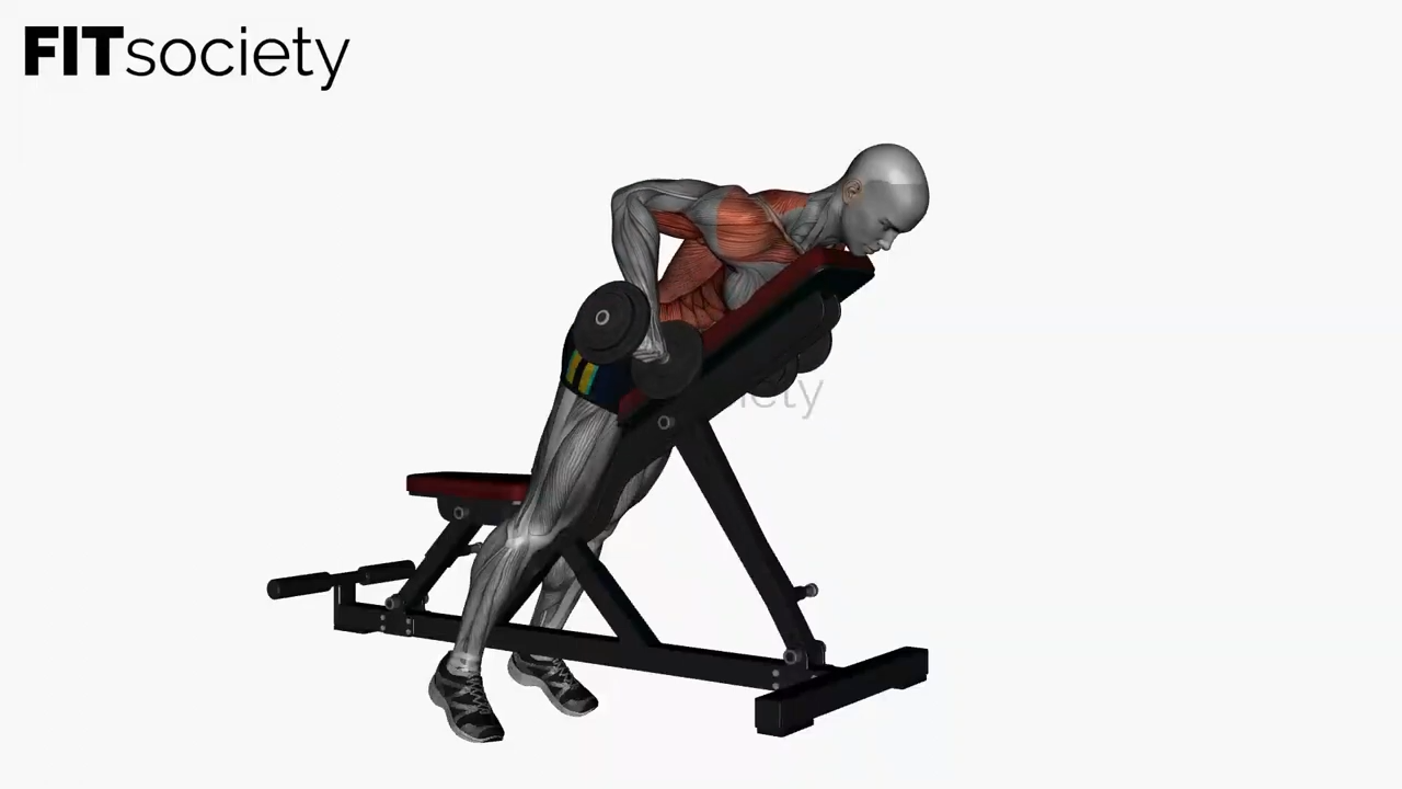 Prone Bench Row Dumbbells Pronated Grip