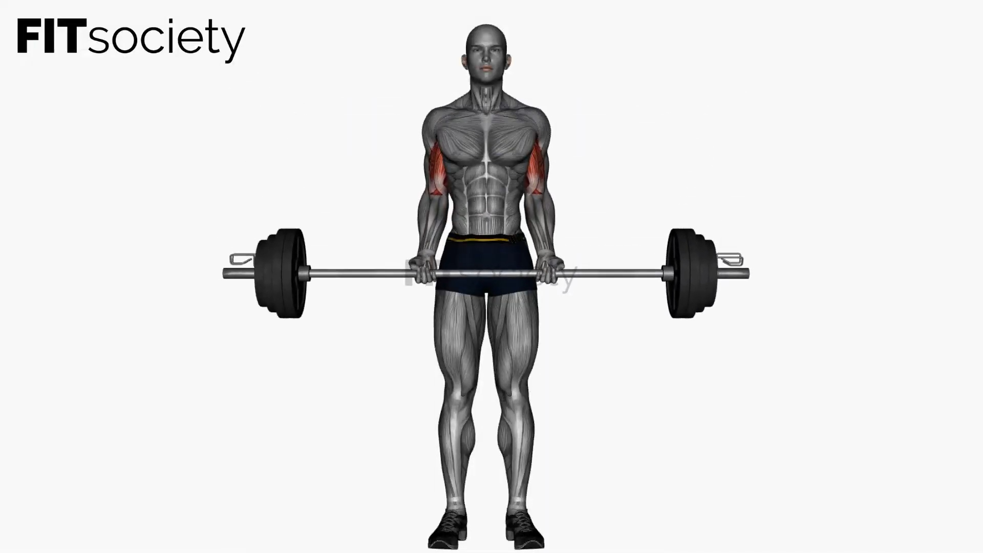 Barbell Bicep Curl Normal Grip