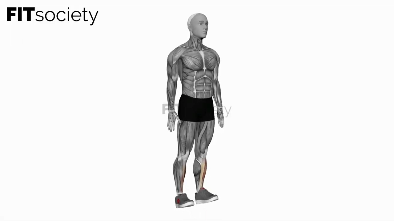 Ankle Dorsiflexion