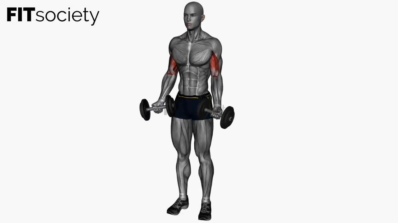 Dumbbell Drag Curl