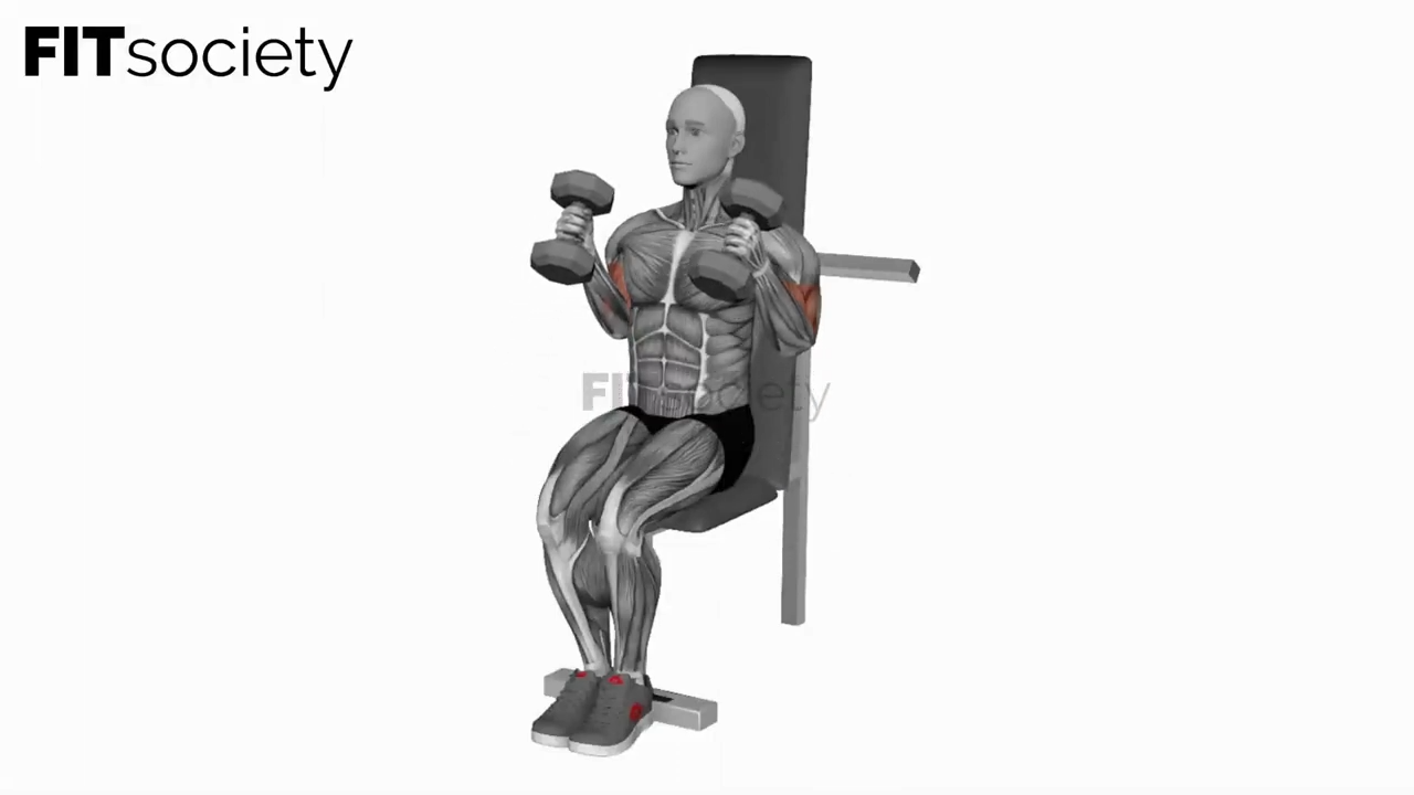 Dumbbell Seated Hammer Curl