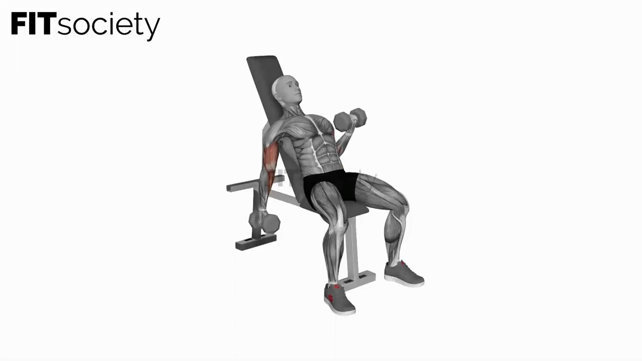 Dumbbell Incline Alternate Curl
