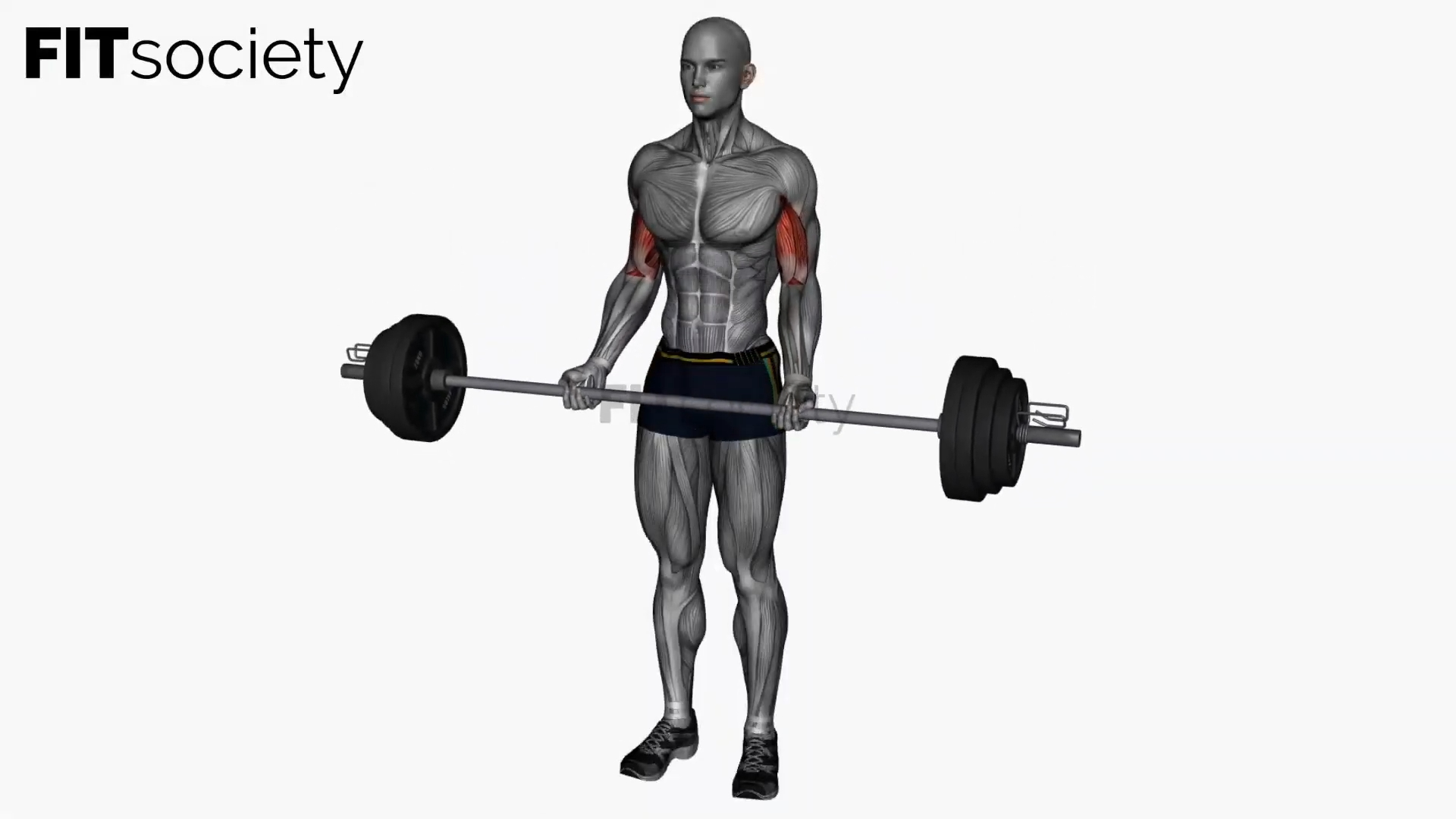 Barbell Drag Curl