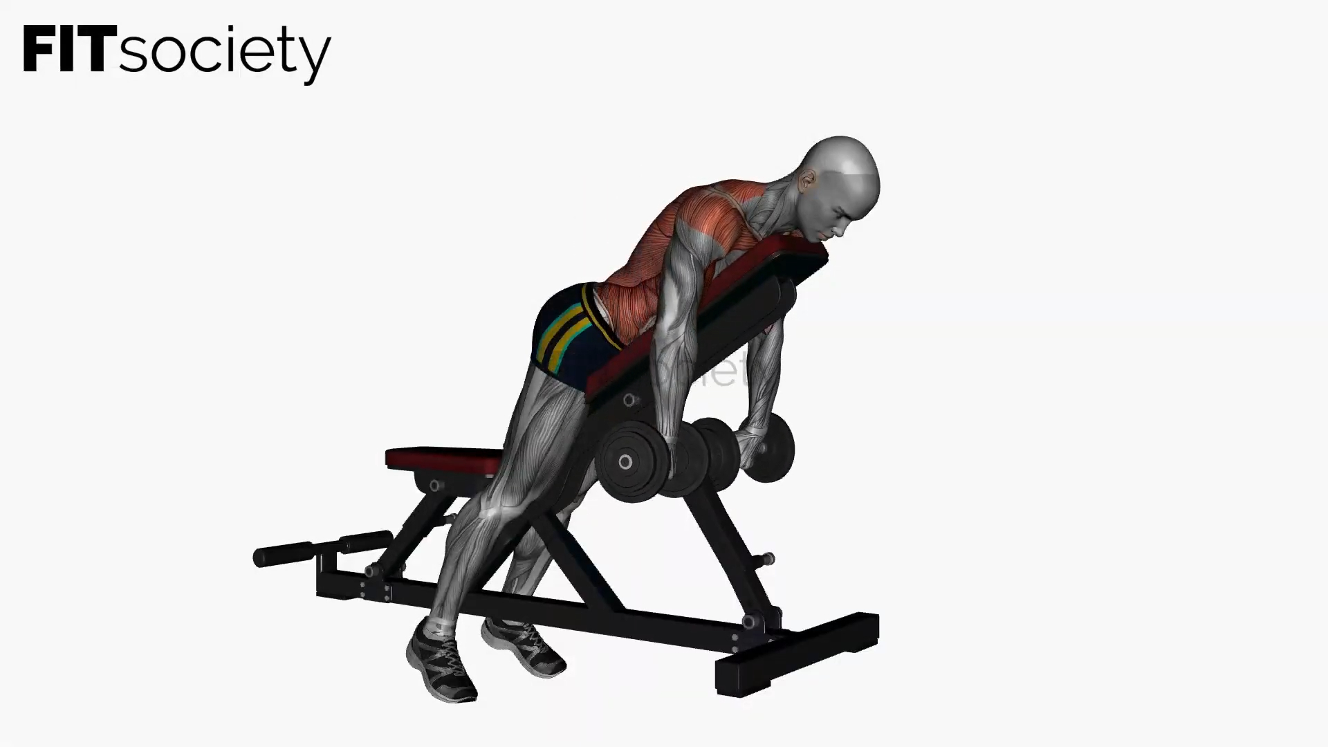 Prone Bench Row Dumbbells Pronated Grip