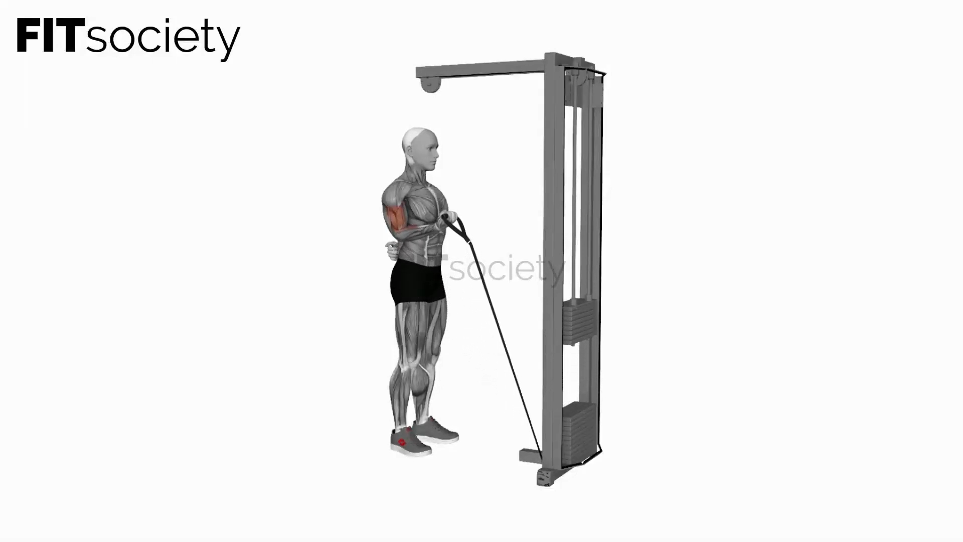 Cable One-Arm Curl