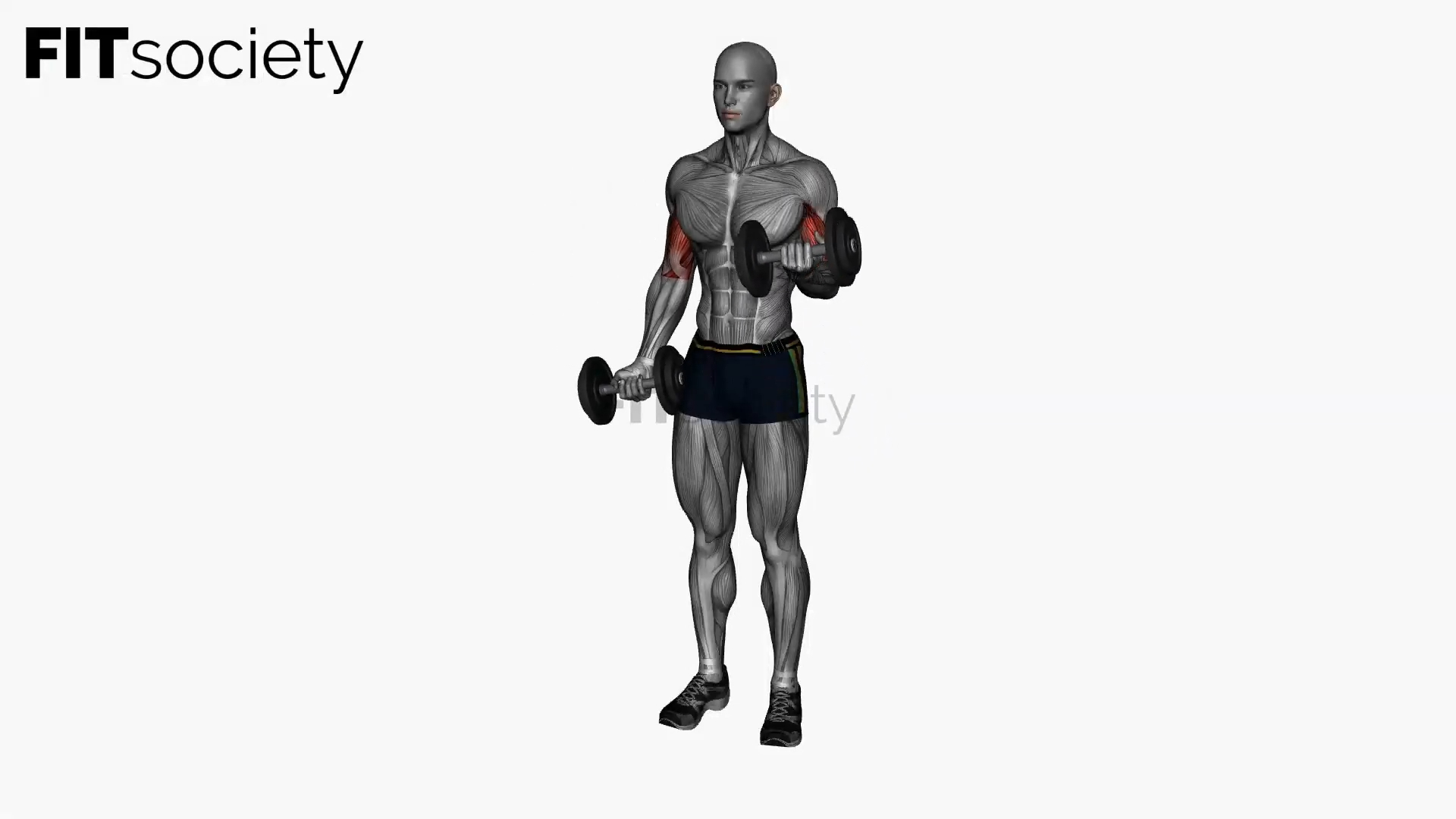 Alternate Bicep Curl Standing Dumbbells