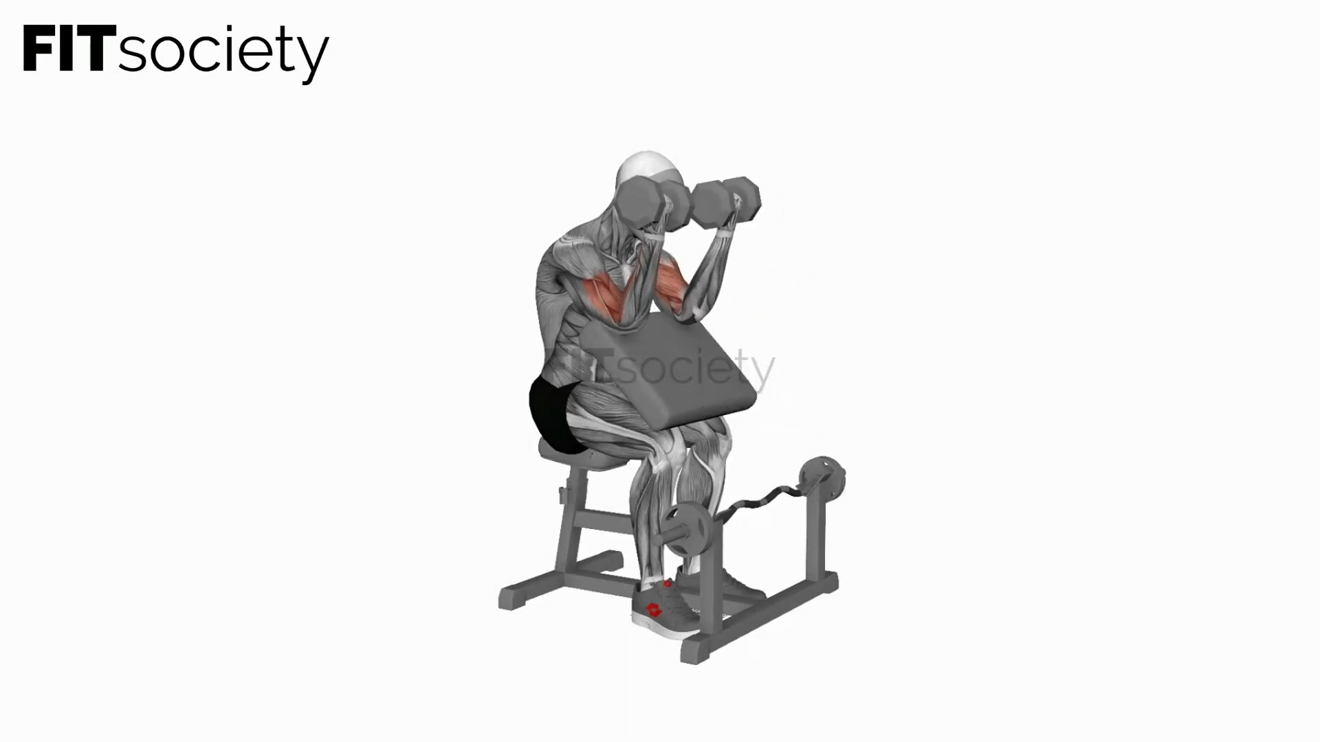 Dumbbell Seated Preacher Curl