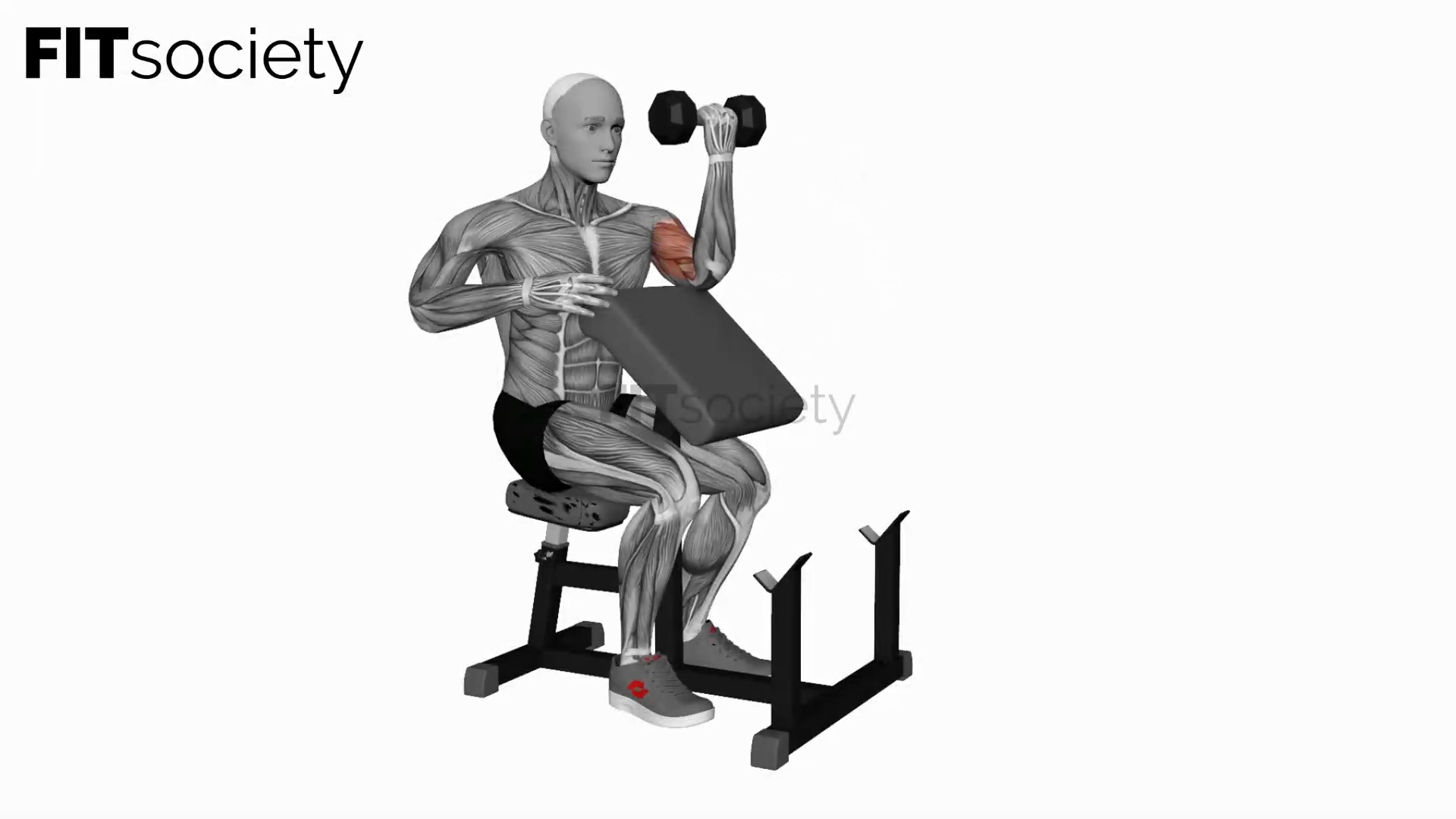 Dumbbell Preacher Curl (Turned Torso)