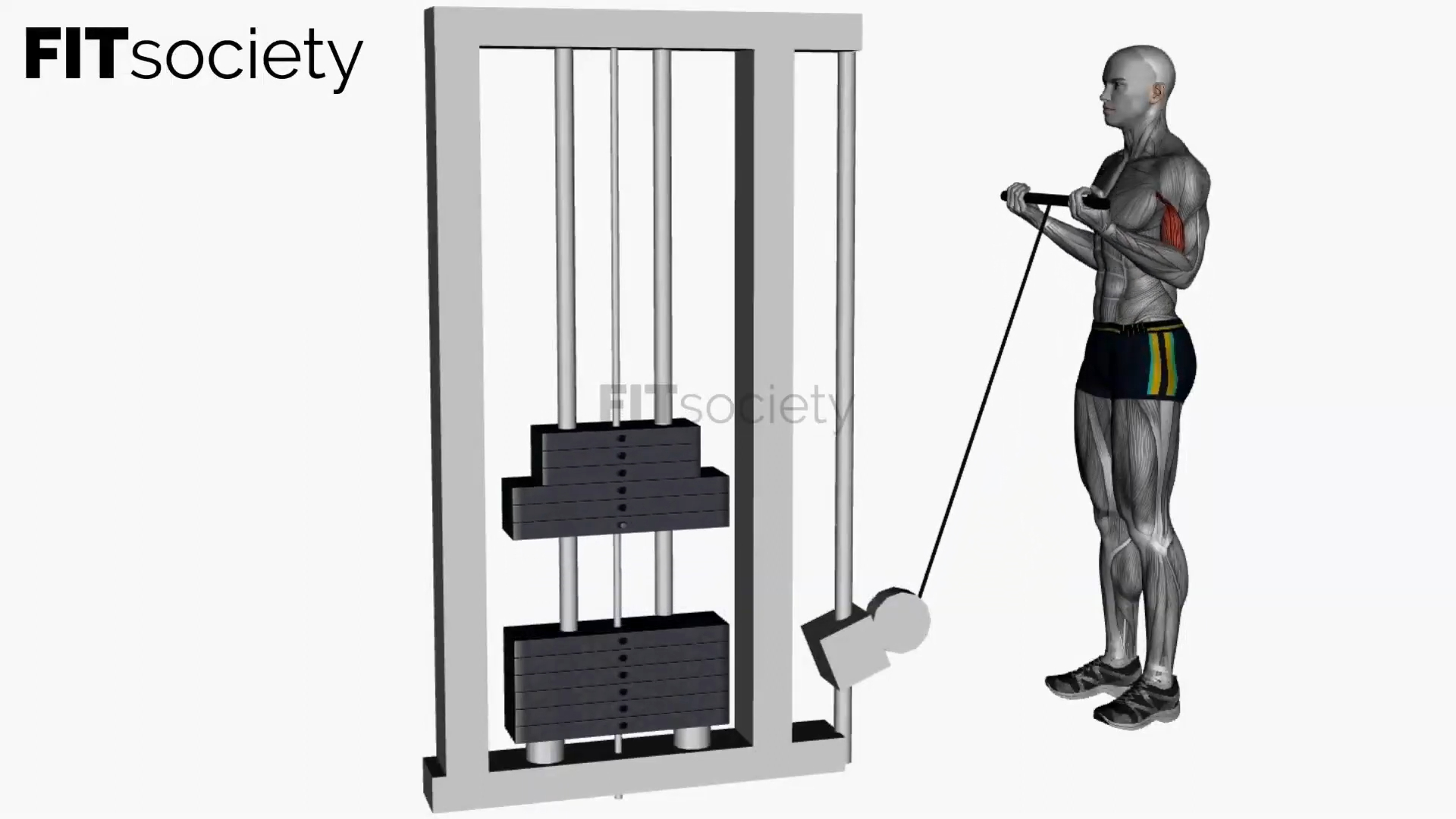 Cable Biceps Curl