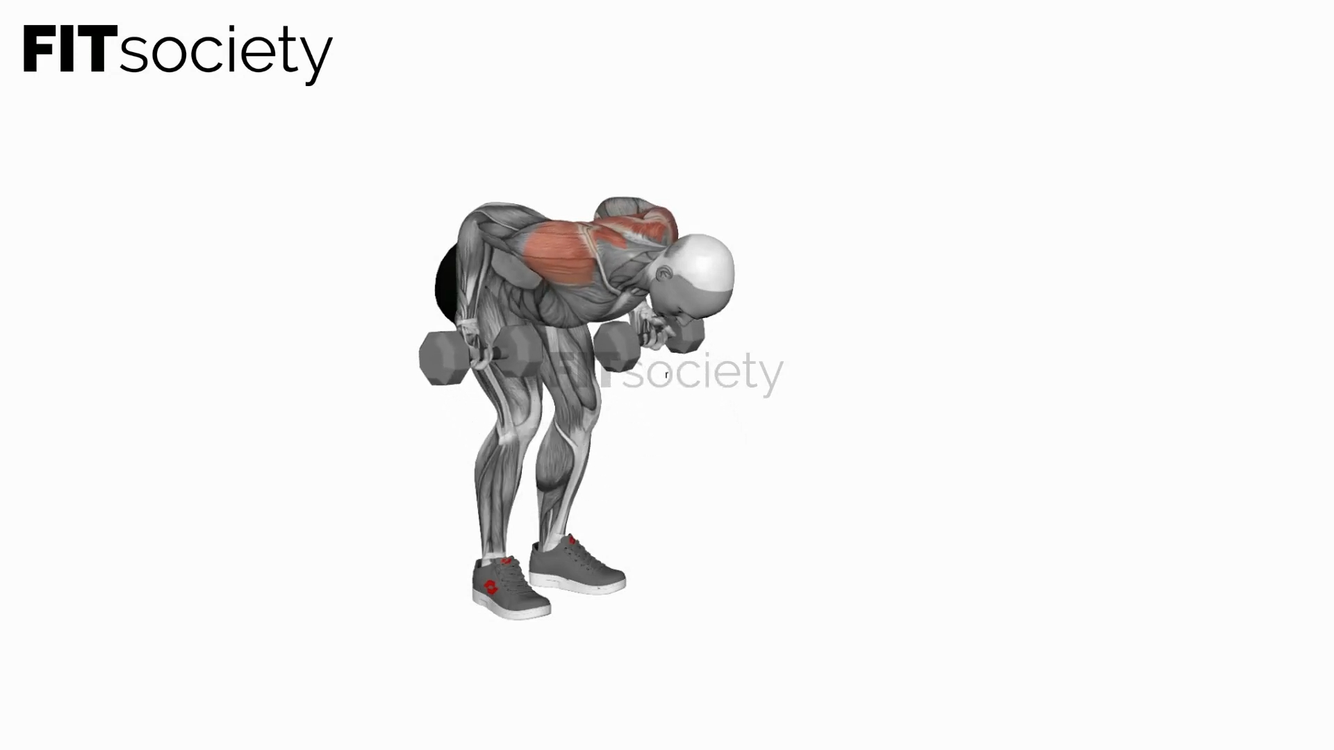 Dumbbell Bent-Over Reverse Row