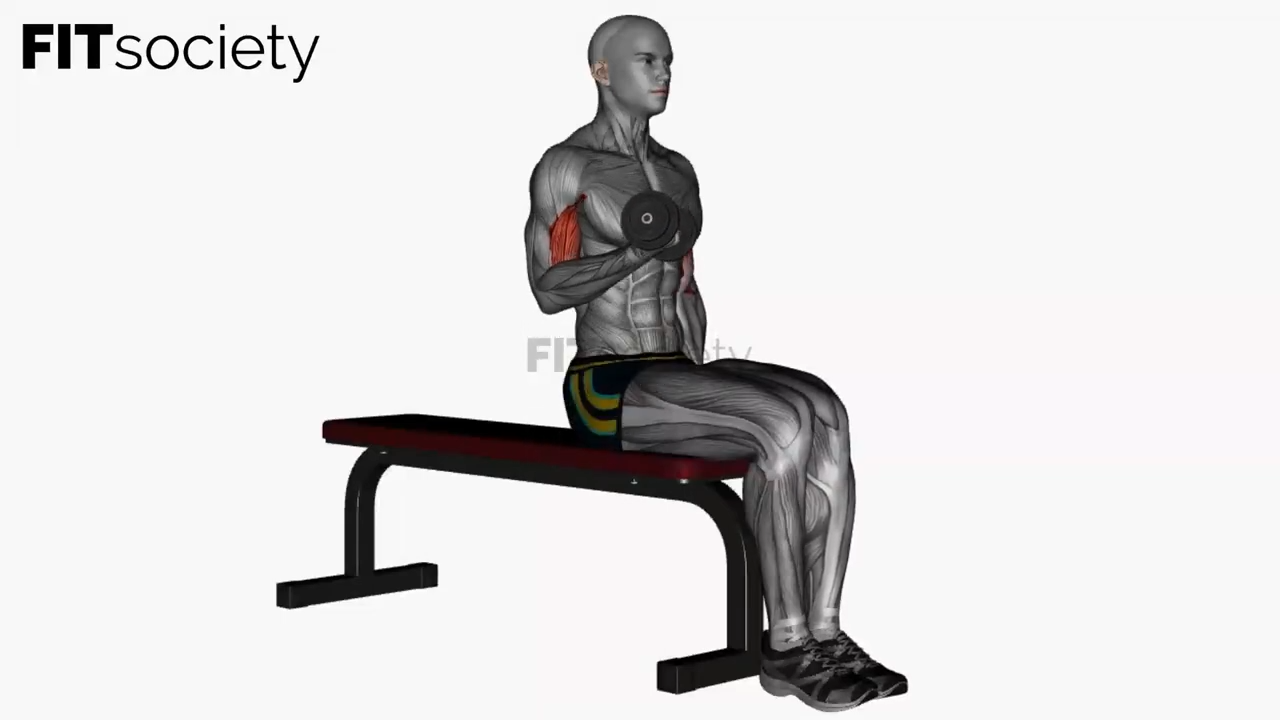 Curl alterné des biceps assis avec haltères