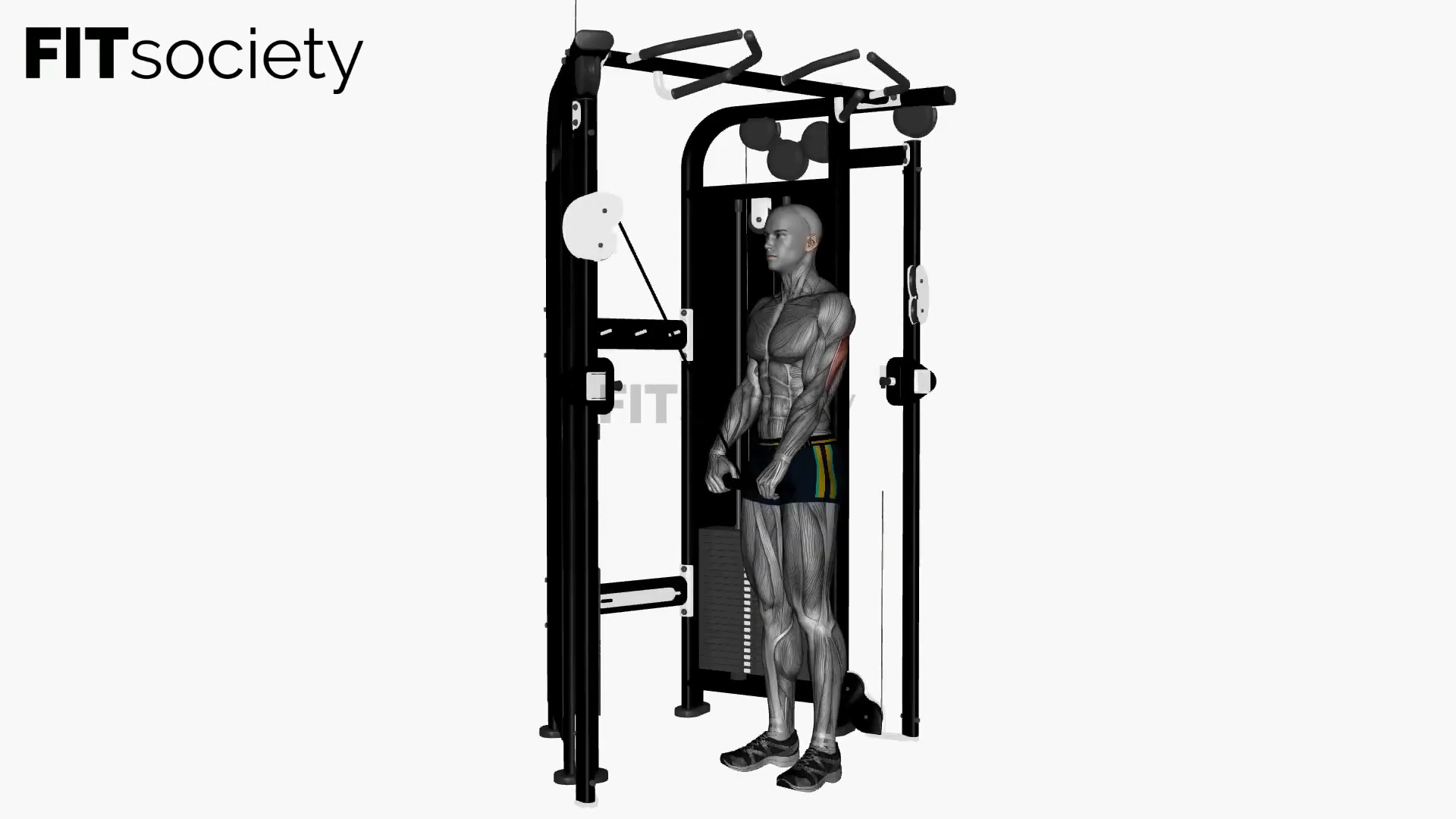 Cable Triceps Push Down Straight Bar