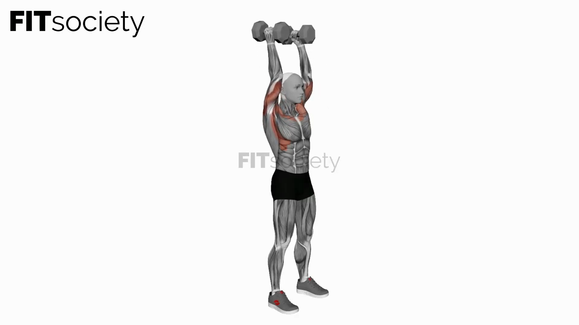 Dumbbell Standing Palms In Press