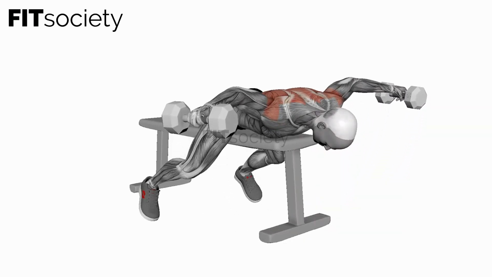 Dumbbell Lying Rear Lateral Raise
