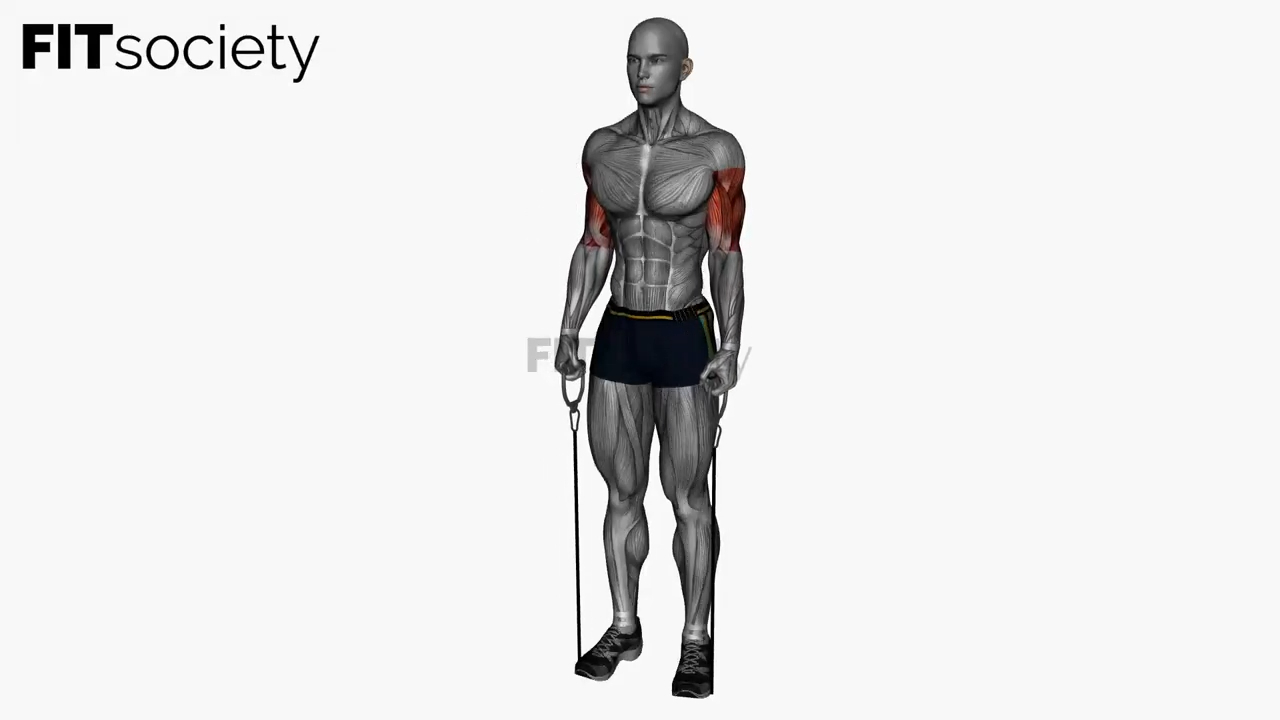 Hammer Curl Resistance Band Simultaneous
