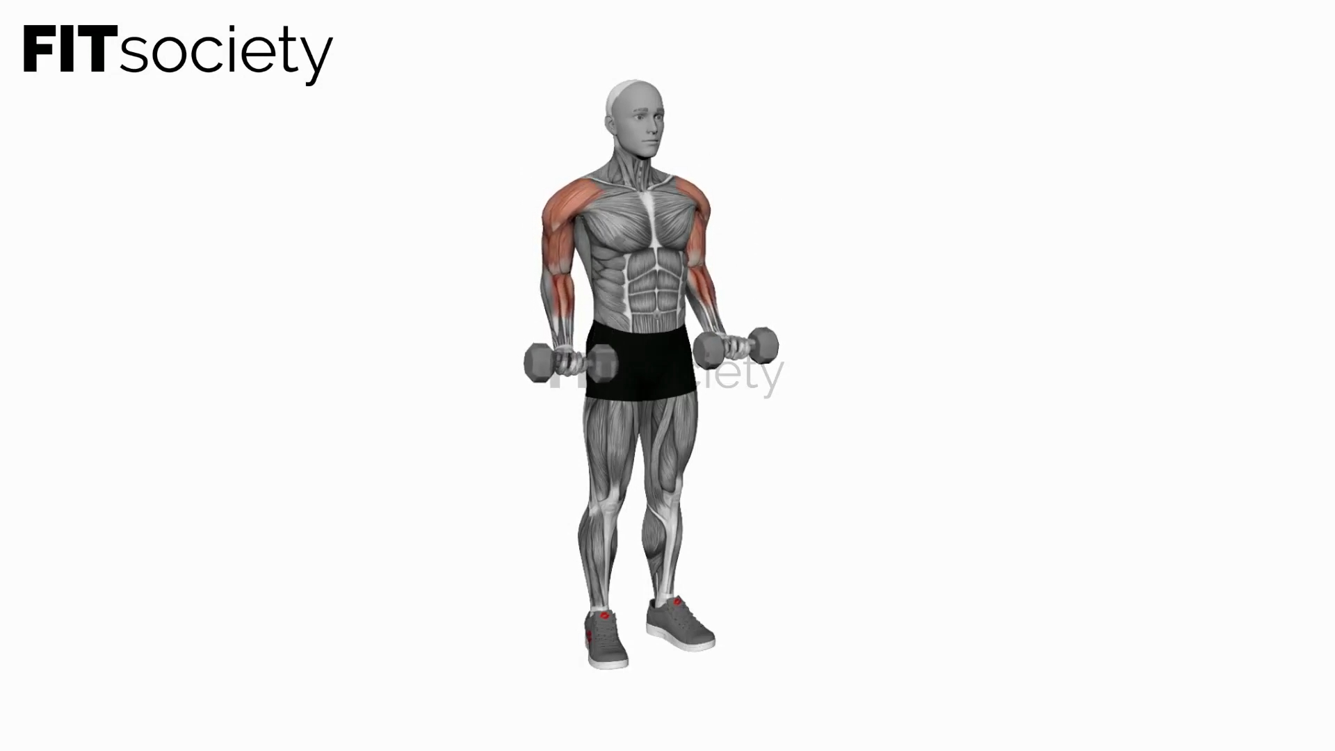Dumbbell Drag Over Shoulder Bicep Curl