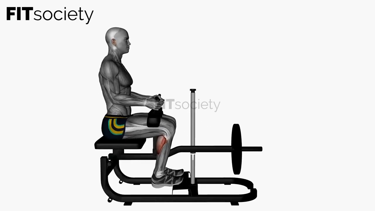 Seated Calf Machine